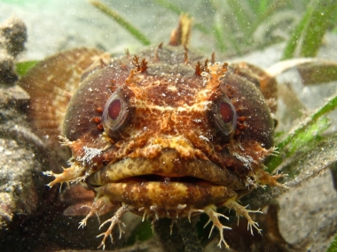 toadfish